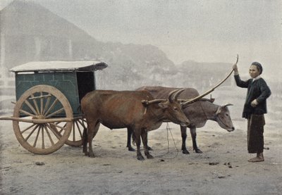 Annamite Carriage by European Photographer
